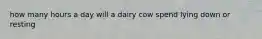 how many hours a day will a dairy cow spend lying down or resting