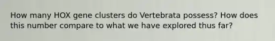 How many HOX gene clusters do Vertebrata possess? How does this number compare to what we have explored thus far?