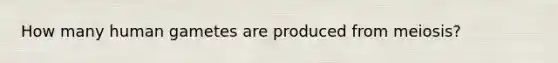 How many human gametes are produced from meiosis?