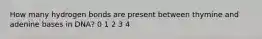 How many hydrogen bonds are present between thymine and adenine bases in DNA? 0 1 2 3 4