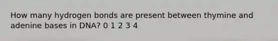 How many hydrogen bonds are present between thymine and adenine bases in DNA? 0 1 2 3 4