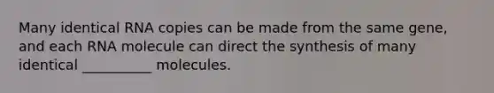 Many identical RNA copies can be made from the same gene, and each RNA molecule can direct the synthesis of many identical __________ molecules.