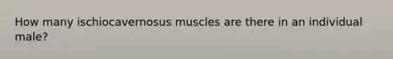 How many ischiocavernosus muscles are there in an individual male?