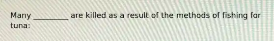 Many _________ are killed as a result of the methods of fishing for tuna: