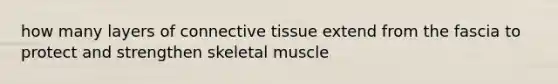 how many layers of connective tissue extend from the fascia to protect and strengthen skeletal muscle