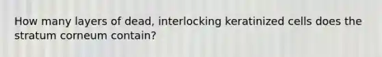 How many layers of dead, interlocking keratinized cells does the stratum corneum contain?