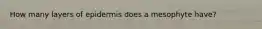 How many layers of epidermis does a mesophyte have?