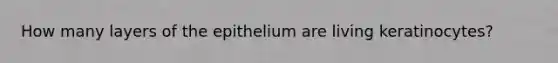 How many layers of the epithelium are living keratinocytes?