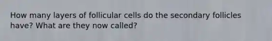 How many layers of follicular cells do the secondary follicles have? What are they now called?