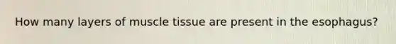 How many layers of muscle tissue are present in the esophagus?