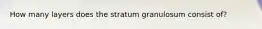 How many layers does the stratum granulosum consist of?