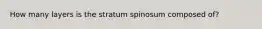 How many layers is the stratum spinosum composed of?