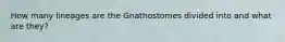 How many lineages are the Gnathostomes divided into and what are they?