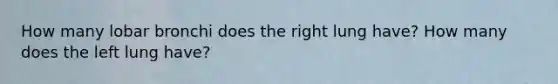 How many lobar bronchi does the right lung have? How many does the left lung have?