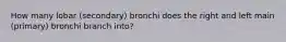 How many lobar (secondary) bronchi does the right and left main (primary) bronchi branch into?