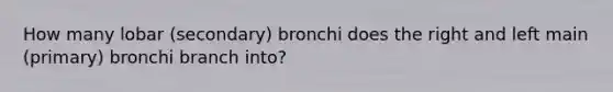 How many lobar (secondary) bronchi does the right and left main (primary) bronchi branch into?