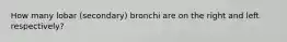 How many lobar (secondary) bronchi are on the right and left respectively?