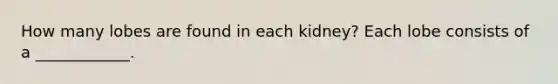 How many lobes are found in each kidney? Each lobe consists of a ____________.