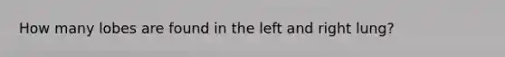 How many lobes are found in the left and right lung?