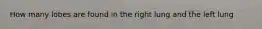How many lobes are found in the right lung and the left lung