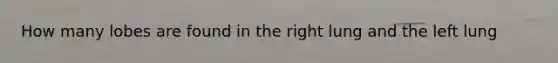 How many lobes are found in the right lung and the left lung