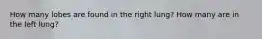 How many lobes are found in the right lung? How many are in the left lung?