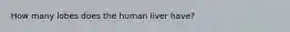 How many lobes does the human liver have?