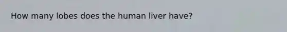 How many lobes does the human liver have?