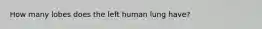 How many lobes does the left human lung have?