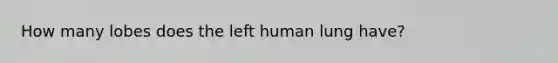 How many lobes does the left human lung have?