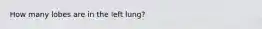 How many lobes are in the left lung?