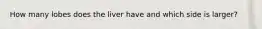 How many lobes does the liver have and which side is larger?