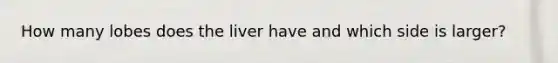 How many lobes does the liver have and which side is larger?