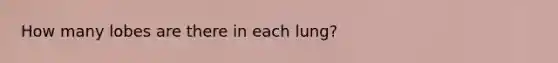 How many lobes are there in each lung?