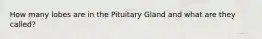 How many lobes are in the Pituitary Gland and what are they called?