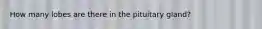 How many lobes are there in the pituitary gland?