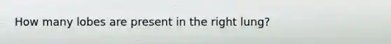 How many lobes are present in the right lung?