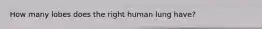 How many lobes does the right human lung have?