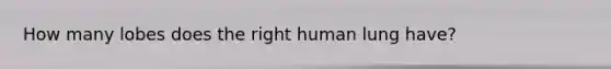 How many lobes does the right human lung have?