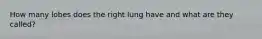 How many lobes does the right lung have and what are they called?