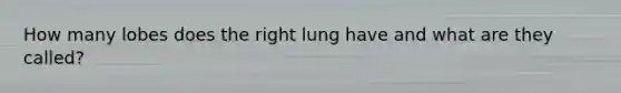 How many lobes does the right lung have and what are they called?