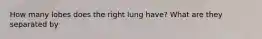 How many lobes does the right lung have? What are they separated by