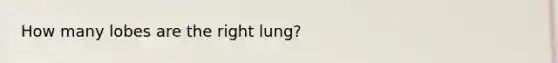 How many lobes are the right lung?