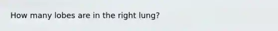 How many lobes are in the right lung?