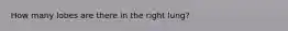 How many lobes are there in the right lung?