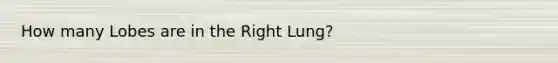 How many Lobes are in the Right Lung?