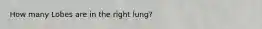 How many Lobes are in the right lung?