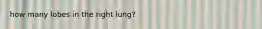 how many lobes in the right lung?