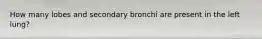 How many lobes and secondary bronchi are present in the left lung?