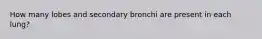 How many lobes and secondary bronchi are present in each lung?